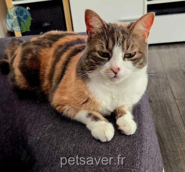 chatte reunited 01150 Vaux-en-Bugey Livie