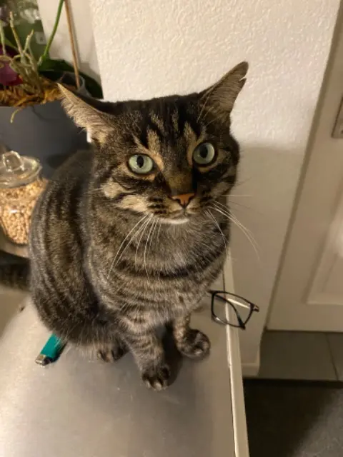 chatte reunited   01210 Ferney-Voltaire Lola