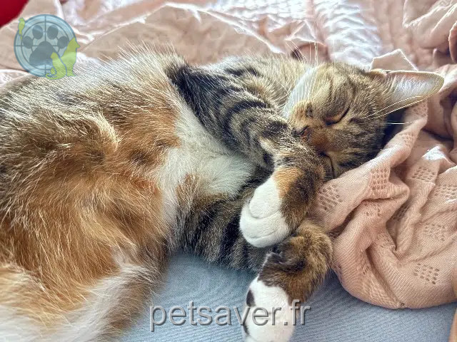 chatte reunited   01700 Miribel Luna