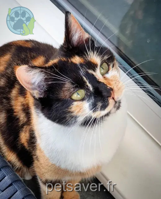chatte reunited   01120 Montluel Luna