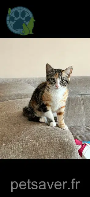 chatte reunited 01290 Laiz Merveille