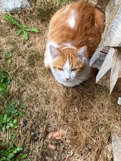 chatte reunited   01160 Druillat Mouchette