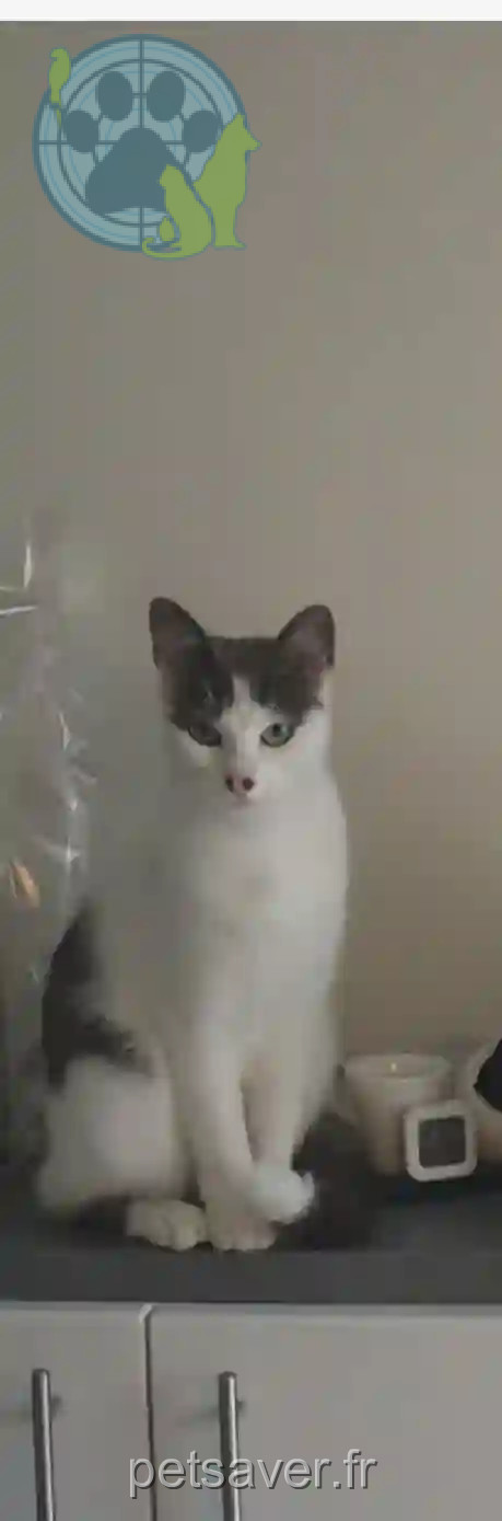 Chatte Trouvée 01 Ain - Mouny Chatte Trouvée 01 Ain - Mouny