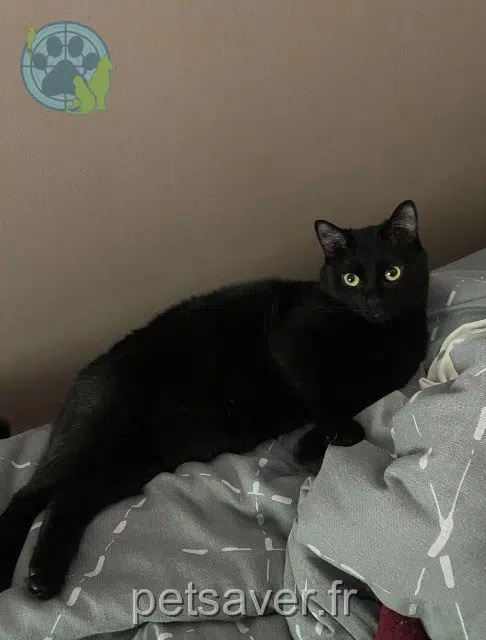 chatte reunited 01500 Bettant Nala