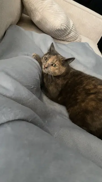 chatte reunited   01800 Meximieux Nina