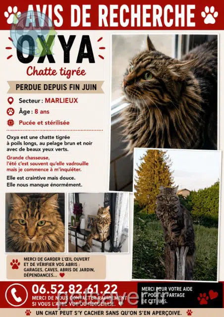 chatte reunited 01240 Marlieux Oxya