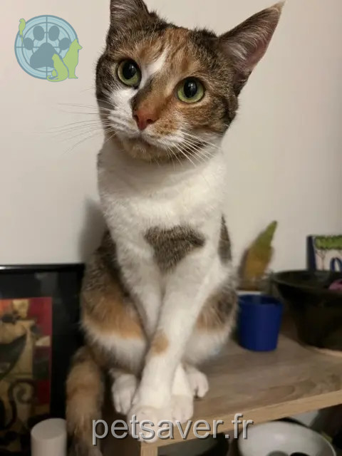 chatte reunited 01000 Bourg-en-Bresse Salta