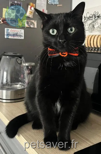 chatte reunited 01800 Saint-Jean-de-Niost Sweenie