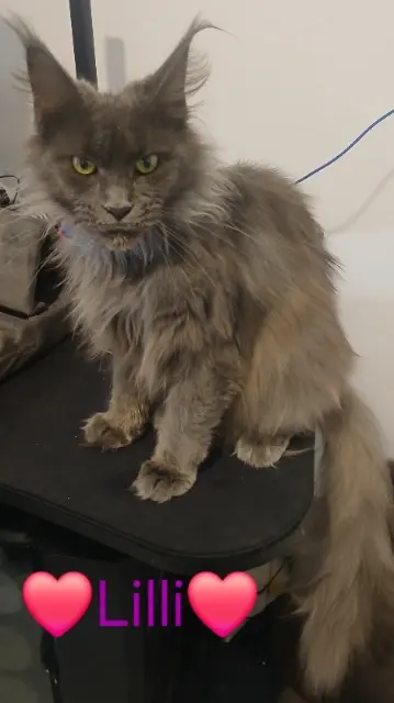 chatte reunited   01500 Ambérieu-en-Bugey Uliana