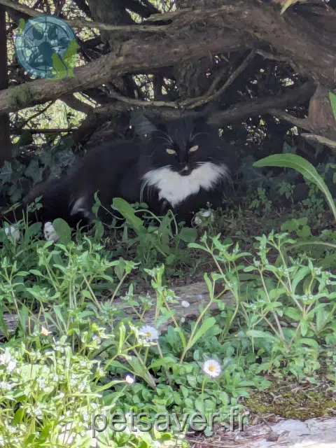 chatte reunited 01600 Toussieux Ushuaia