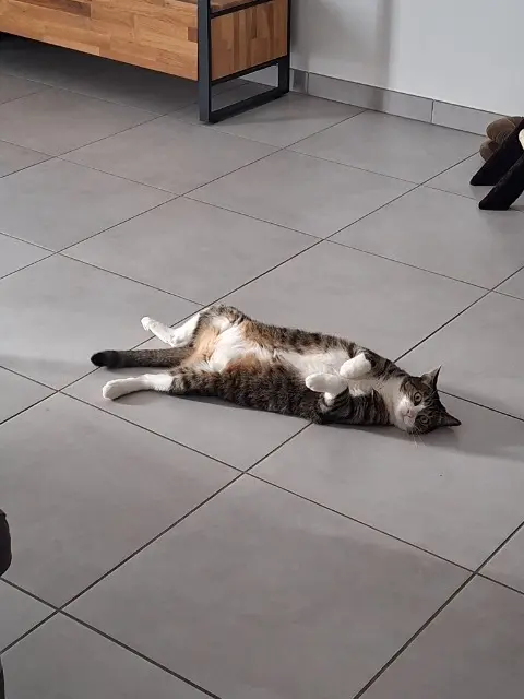 chatte reunited   01200 Valserhône Tori