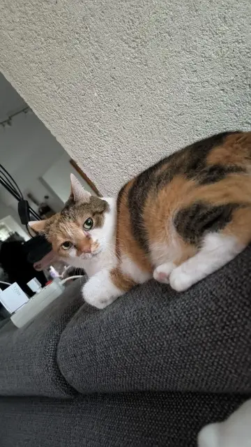 chatte reunited   02840 Athies-sous-Laon Blaze