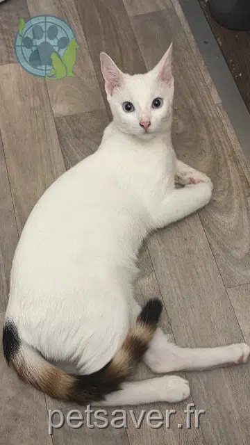 chatte reunited 02470 Neuilly-Saint-Front Calypso