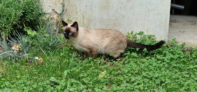 chatte reunited   02200 Soissons Capucine