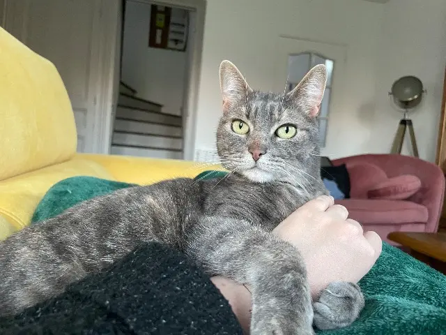 chatte reunited   02190 Aguilcourt Chatoune