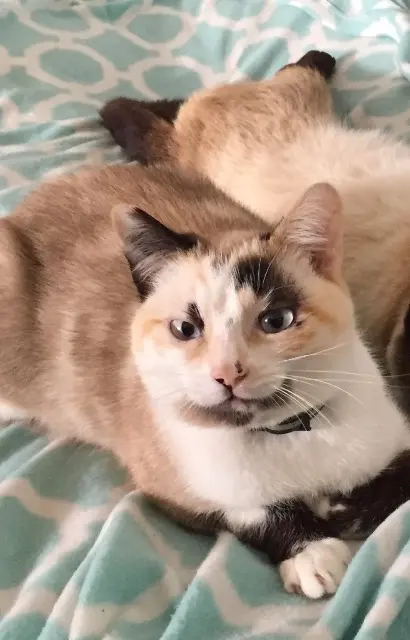 chatte reunited   02600 Largny-sur-Automne Chipie