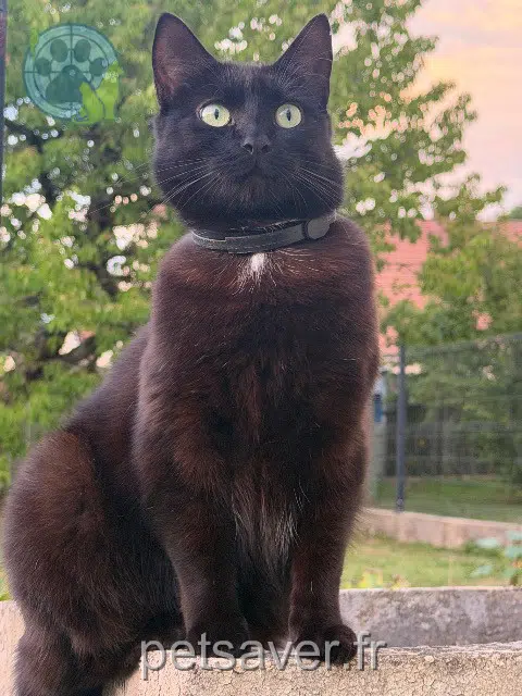 chatte reunited 02400 Brasles Maya