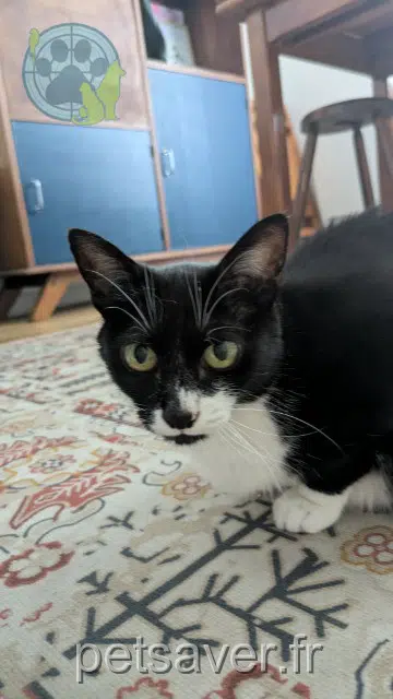 chatte reunited 02300 Chauny Mimine