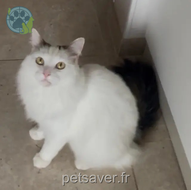 chatte reunited 02450 Boué Mimoute