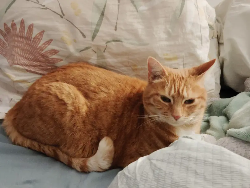 Chatte Perdue 02 Aisne - Mollie Chatte Perdue 02 Aisne - Mollie