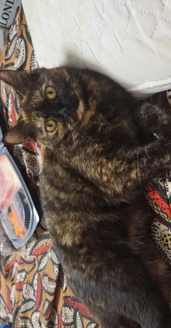 chatte reunited   02700 Tergnier Nala