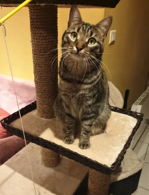 chatte reunited   02190 Aguilcourt Nina