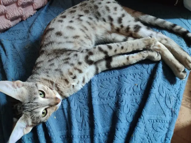 chatte reunited   02100 Saint-Quentin Ava