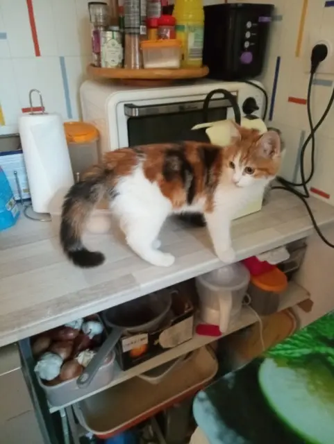 chatte reunited   02100 Saint-Quentin Minette