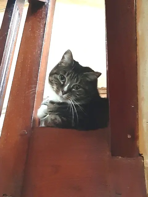 chatte reunited   02100 Saint-Quentin Mitenne