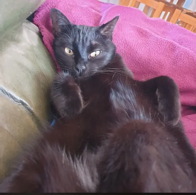 chatte reunited   03450 Ébreuil Abble