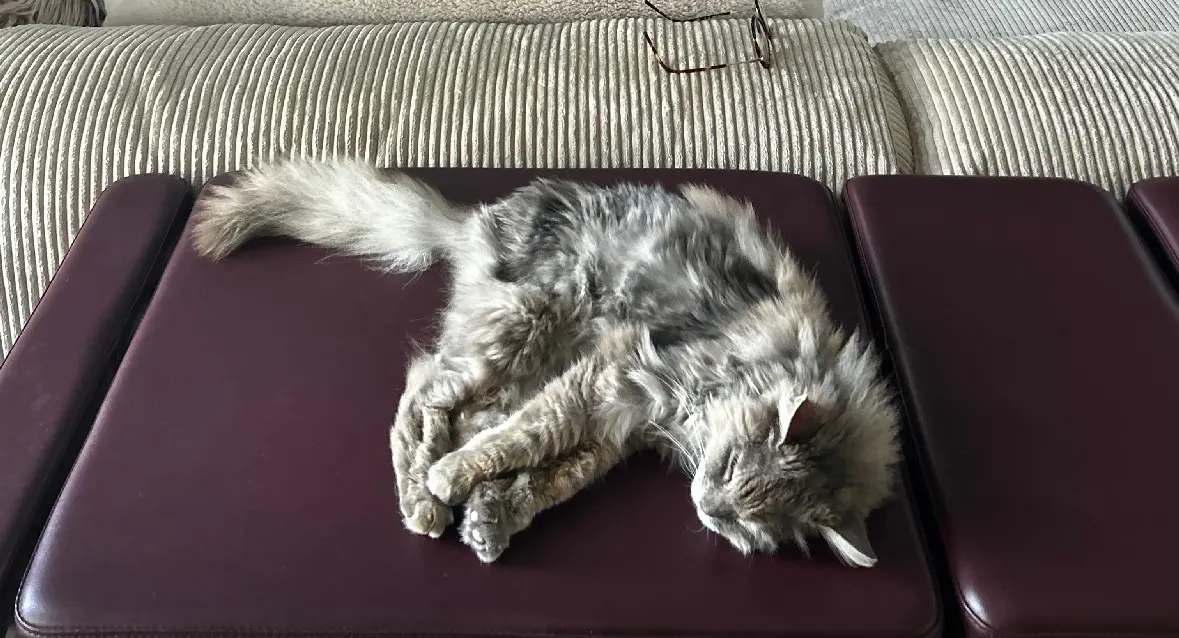 Chatte Trouvée 03 Allier Chatte Trouvée 03 Allier