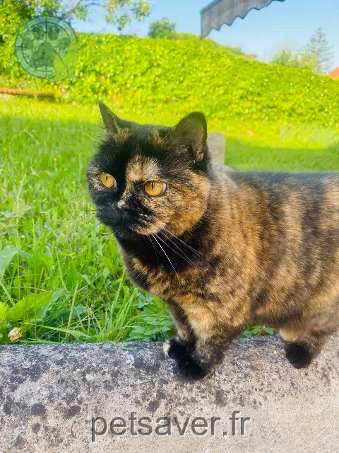 chatte reunited   03300 Creuzier-le-Vieux Lola