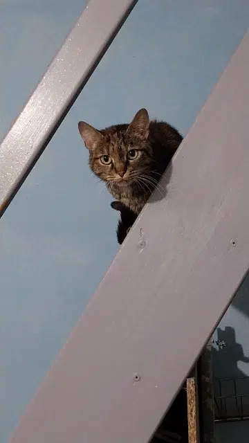 chatte reunited   03390 Montmarault Nala