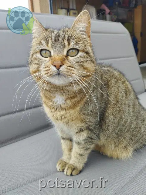 chatte reunited   03500 Cesset Plume