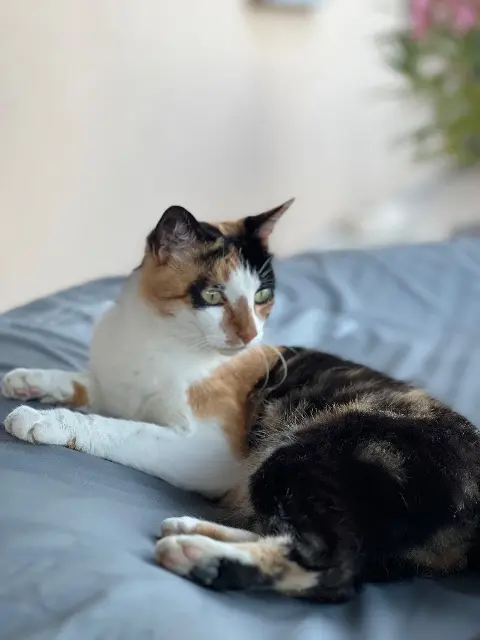 chatte reunited   03410 Domérat Ruby