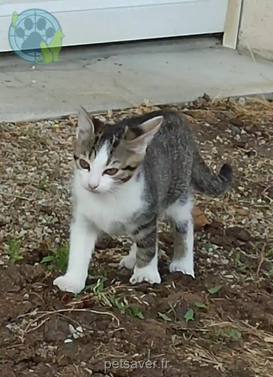 Chatte Trouvée 03 Allier - Yuma Chatte Trouvée 03 Allier - Yuma