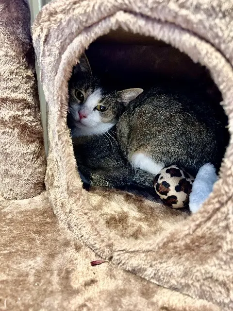 chatte reunited   03200 Vichy Zette
