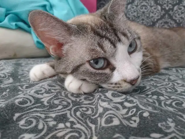 chatte reunited   04400 Uvernet-Fours Bella