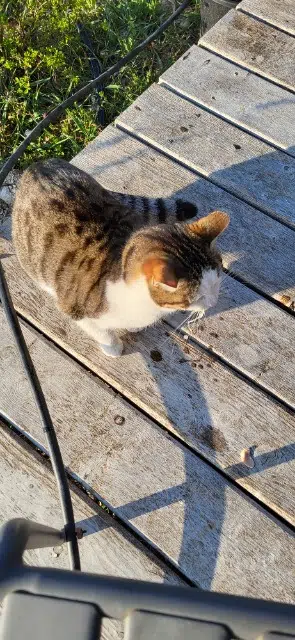 chatte reunited   04870 Saint-Michel-l'Observatoire Dudu