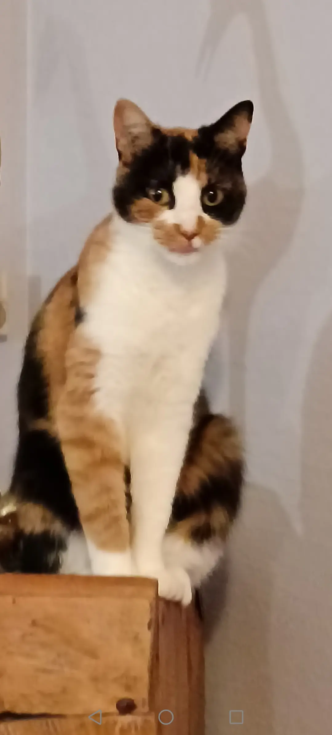 chatte reunited   04700 Oraison Isabelle Company