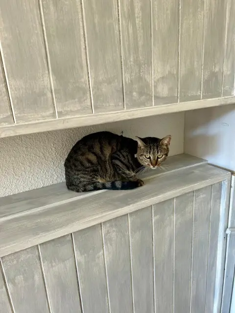 chatte reunited   04260 Allos Maya