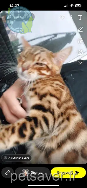 chatte reunited 04100 Manosque Nala