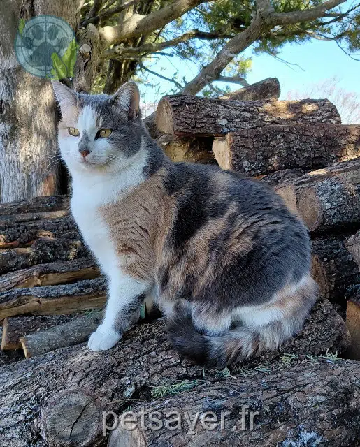 chatte reunited 04230 Montlaux Sofia