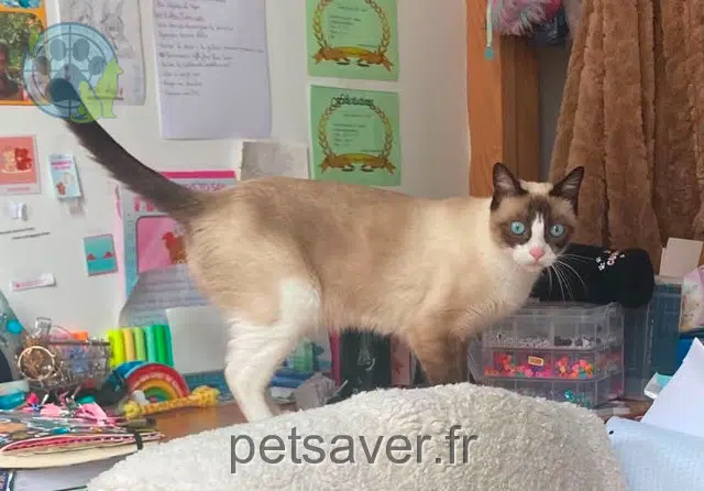 chatte reunited 06250 Mougins Agathe
