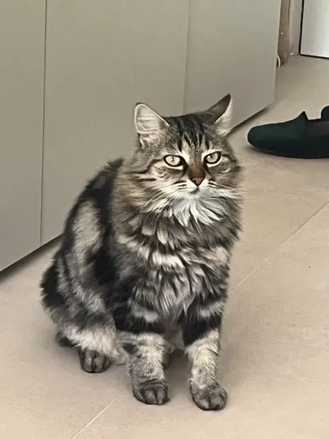 chatte reunited    Cannes Antinomys