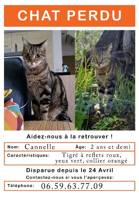 chatte reunited    Cannes Cannelle