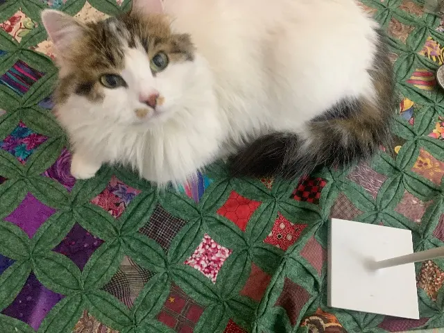 chatte reunited   06330 Roquefort-les-Pins Cannelle