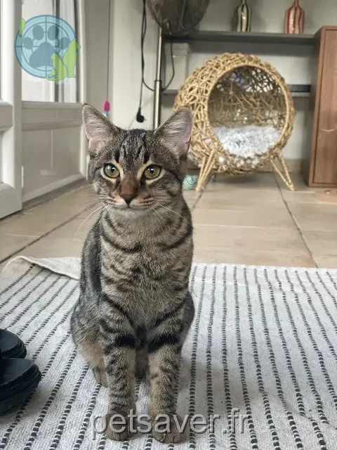 chatte reunited 06800 Cagnes-sur-Mer Caïpi