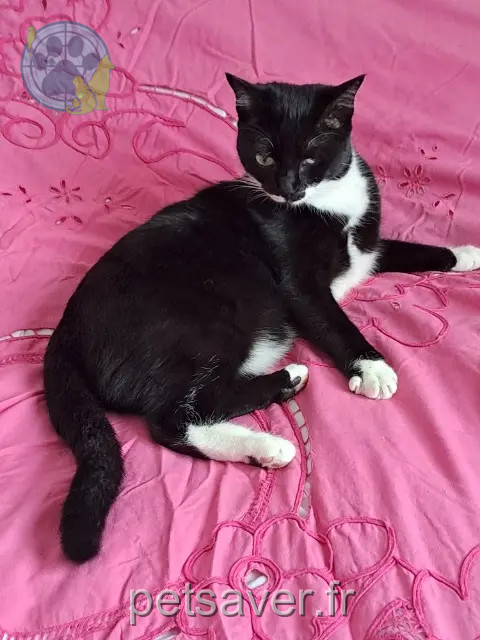 chatte reunited    Cannes Chanel
