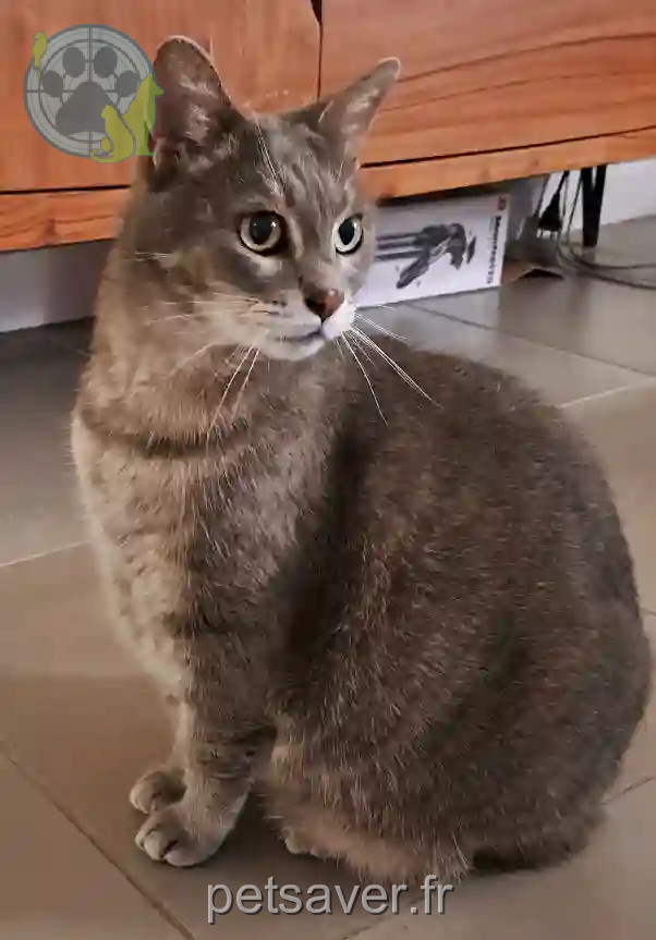 Chatte Trouvée 06 Alpes-Maritimes - Cherry Chatte Trouvée 06 Alpes-Maritimes - Cherry